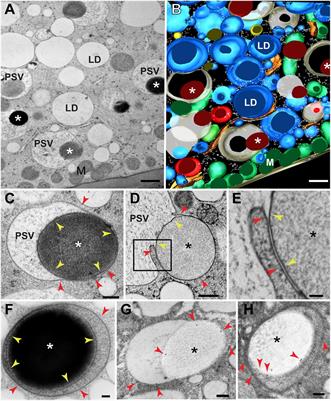 Microautophagy Mediates Vacuolar Delivery of Storage Proteins in Maize Aleurone Cells